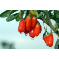 Medlar Health Care Fruit Goji Berry